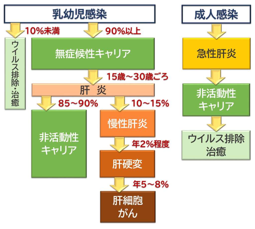 Ｂ型肝炎ウイルスの自然経過