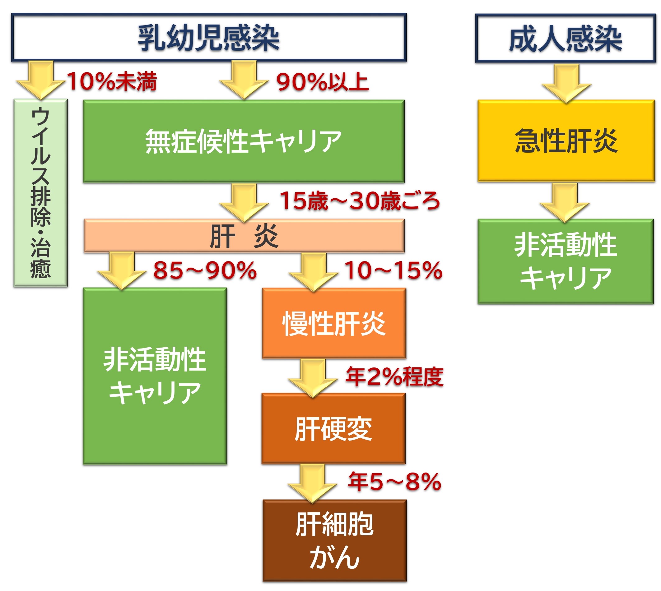 ｂ型肝炎の無症候性キャリアとは リスクと対策について徹底解説