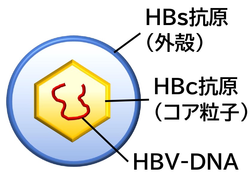 Ｂ型肝炎ウイルスの構造