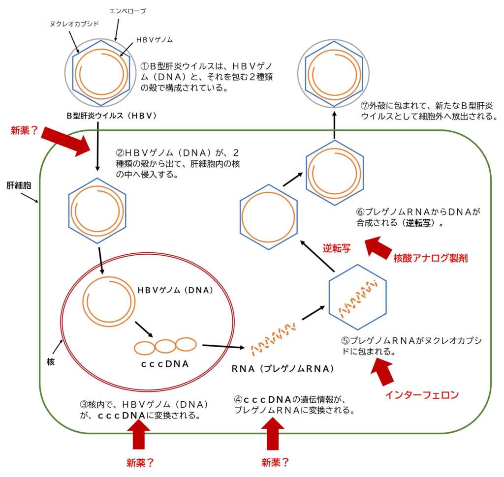 Ｂ型肝炎ウイルスが増殖する仕組み
